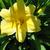 Daylily - Stella D'oro

Light: Sun/Part Shade
Zone: 3
Size: 15"
Bloom Time: June-September
Color: Golden Yellow
Soil: Moist, Well-Drained