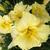 Daylily - Happy Ever App. Sunset Returns

Light: Sun/Part Shade
Zone: 4
Size: 22"
Bloom Time: June-September
Color: Lemon Yellow
Soil: Moist, Well-Drained