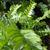 Fern - Christmas

Light: Shade/Part Shade
Zone: 4
Size: 18-24"
Soil: Moist, Humus Rich