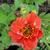 Geum - Blazing Sunset 

Light: Sun/Part Shade
Zone: 4
Size: 18-24"
Bloom Time: May-June
Color: Scarlet Red
Soil: Well-Drained, Moist