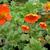 Geum - Cooky

Light: Sun/Part Shade
Zone: 4
Size: 12-15"
Bloom Time: May-June
Color: Orange
Soil: Well-Drained, Moist