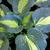 Hosta - Dream Queen

Light: Part Sun/Shade
Zone: 3
Size: 18"
Bloom Time: July
Color: Lavender
Soil: Well-Drained, Moist