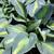 Hosta - Touch of Class 

Light: Shade
Zone: 3
Size: 24"
Bloom Time: July
Color: Lavender
Soil: Well-Drained, Moist