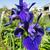 Iris - Siberian Blue 

Light: Sun/Part Shade
Zone: 3
Size: 3'
Bloom Time: June/July
Color: Blue Violet
Soil: Slightly Acid