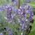 Lavender - Hidcote

Light: Sun
Zone: 5
Size: 12-18"
Bloom Time: June-September
Color: Blue Violet
Soil: Moist, Well-Drained, Poor, Alkaline