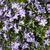 Phlox - Creeping Emerald Blue 

Light: Sun
Zone: 3
Size: 4"
Bloom Time: April/May
Color: Lavender Blue
Soil: Dry