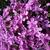 Phlox - Creeping Emerald Pink 

Light: Sun
Zone: 3
Size: 4"
Bloom Time: April/May
Color: Pink
Soil: Dry
