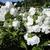 Phlox - Garden David 

Light: Sun/Part Shade
Zone: 3
Size: 2-3'
Bloom Time: July-September
Color: White
Soil: Fertile, Well-Drained, Moist