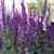 Salvia - Caradonna 

Light: Sun
Zone: 3
Size: 2'
Bloom Time: June-August
Color: Purple
Soil: Tolerant, Drought Tolerant