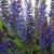 Salvia - May Night

Light: Sun
Zone: 3
Size: 2'
Bloom Time: June-August
Color: Purple
Soil: Tolerant, Drought Tolerant