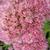 Sedum - Autumn Fire

Light: Sun
Zone: 4
Size: 2'
Bloom Time: August/September
Color: Rose
Soil: Tolerates Salt, Dry