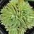 Hens and Chicks

Light: Sun
Zone: 5
Size: 2"-12"
Bloom Time: July
Color: Red Violet
Soil: Well-Drained