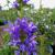 Bellflower 

Light: Sun
Zone: 3
Size: 18-24"
Bloom Time: June-October
Color: Blue/Violet
Soil: Moist, Rich, Well-Drained 