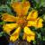 Coreopsis - Dahl Baby

Light: Sun/Part Shade
Zone: 3
Size: 8-10"
Bloom Time: June-September 
Color: Golden Yellow
Soil: Well-Drained