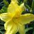 Daylily - Happy Ever App. Happy Returns

Light: Sun/Part Shade
Zone: 4
Size: 16"
Bloom Time: May-October
Color: Lemon Yellow
Soil: Moist, Well-Drained