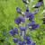 False Indigo - Midnight Prairieblues

Light: Sun/Part Shade
Zone: 4
Size: 4-5'
Bloom Time: May/June
Color: Indigo Blue
Soil: Well-Drained, Dry