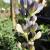 False Indigo - Twilight Prairieblues

Light: Sun/Part Shade
Zone: 4
Size: 3-5'
Bloom Time: May/June
Color: Deep Reddish-Purple
Soil: Well-Drained, Dry