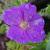 Geranium - Hardy Sanguineum

Light: Sun/Part Shade
Zone: 4
Size: 10"
Bloom Time: June
Color: Red-Violet
Soil: Anything but wet