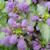 Lamium - Orchid Frost

Light: Shade/Part Shade
Zone: 6
Size: 12"
Bloom Time: April-June
Color: Orchid Pink
Soil: Moist, Well-Drained