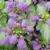 Lamium - Orchid Frost

Light: Shade/Part Shade
Zone: 6
Size: 12"
Bloom Time: April-June
Color: Orchid Pink
Soil: Moist, Well-Drained