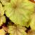 Coral Bells - Carnival Watermelon

Light: Sun/Part Sun
Zone: 4
Size: 14"
Bloom Time: April-October 
Color: 14"
Soil: Moist, Well-Drained