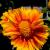 Gallardia - Arizona Apricot

Light: Sun
Zone: 3
Size: 10-12"
Bloom Time: May-September
Color: Orange w/ Yellow Edge
Soil: Sandy, Poor