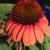 Coneflower - Sombrero Hot Coral

Light: Sun/Part Shade
Zone: 4
Size: 24-30"
Bloom Time: July-September
Color: Red/Pink/Orange
Soil: Well-Drained Humus Rich 