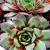 Hens and Chicks - Ruby Heart

Light: Sun
Zone: 5
Size: 4-6"X8-10"
Bloom Time: July
Color: Red Violet
Soil: Well-Drained
