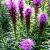 Liatris/Gayfeather - Kobold

Light: Sun
Zone: 3
Size: 36-40"
Bloom Time: August/September
Color: Orchid
Soil: Well-Drained