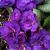 Primrose - Belarina Colbalt

Light: Shade/Part Shade
Zone: 4
Size: 6-8"
Bloom Time: April-May
Color: Blue Violet
Soil: Moist