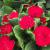 Primrose - Belarina Valentine

Light: Shade/Part Shade
Zone: 4
Size: 6-8"
Bloom Time: April-May
Color: Deep Red
Soil: Moist