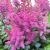 Astilbe - Visions in Red

Light: Part Shade 
Zone: 4
Size: 15-18"
Bloom Time: July-August
Color: Reddish Purple
Soil: Rich, Moist, Organic 