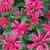 Beebalm - Cherry Pops

Light: Sun/Light Shade 
Zone: 3 
Size: 18-24"
Bloom Time: July-August 
Color: Cherry Red
Soil: Moist, Rich, Well-Drained 