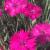 Dianthus - Neon Star

Light: Sun
Zone: 3
Size: 6-8"
Bloom Time: Spring/Fall
Color: Neon Pink
Soil: Moist, Fertile