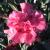 Dianthus - Sugar Plum

Light: Sun
Zone: 3
Size: 10-12"
Bloom Time: Spring/Fall
Color: Double Light Pink
Soil: Moist, Fertile
