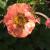 Geum - Mai Tai

Light: Sun/Part Shade
Zone: 4
Size: 12-15"
Bloom Time: May-June
Color: Peachy Salmon
Soil: Well-Drained, Moist
