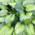 Hosta - Guacamole

Light: Part Sun/Shade
Zone: 2
Size: 2-3'
Bloom Time: August
Color: Lavender
Soil: Well-Drained, Moist