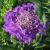 Pin Cushion Flower - Butterfly Blue 

Light: Sun
Zone: 5
Size: 14-16"
Bloom Time: May-October
Color: Light Blue
Soil: Fertile, Well-Drained, Moist