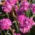 Thrift - Armada Rose

Light: Sun
Zone: 4
Size: 6-8"
Bloom Time: April-May
Color: Dark Pink
Soil: Well-Drained