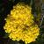 Yarrow - Goldie

Light: Sun
Zone: 3
Size: 10-12"
Bloom Time: June-September
Color: Yellow
Soil: Tolerates Drought