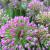 Allium - Millenium

Light: Sun 
Zone: 5
Size: 15-20 inches 
Bloom Time: August-September
Color: Rosy Purple
Soil: Well-Drained, Moist
