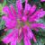 Bee Balm - Petite Delight

Light: Sun/Part Shade 
Zone: 4
Size: 12-15"
Bloom Time: July/August
Color: Pink
Soil: Moist