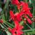 Crocosmia - Lucifer Red Sword

Light: Sun
Zone: 5 
Size: 36-40"
Bloom time: July
Color: Red
Soil: Well-Drained