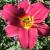 Daylily- Pardon Me

Light: Sun/Part Shade
Zone: 4
Size: 12-20"
Bloom Time: July/August
Color: Cranberry Red
Soil: Moist, Fertile