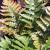 Fern - Autumn Brilliance

Light: Shade
Zone: 5
Size: 26-30"
Soil: Moist, Humus Rich