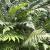 Fern - Ostrich

Light: Shade
Zone: 4
Size: 2-5'
Soil: Moist, Humus Rich