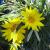 Gazania - Colorado Gold 

Light: Sun
Zone: 4 
Size: 6"
Bloom Time: June-Frost
Color: Gold 
Light: Well-Drained, Salt Tolerant