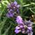 Lavender - Mini Blue 

Light: Sun
Zone: 5
Size: 12"
Bloom Time: June-September
Color: Lavender
Soil: Well-Drained, Poor, Alkaline