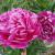 Peony - Karl Rosenfield Red 

Light: Sun
Zone: 4
Size: 2-3'
Bloom Time: May-June
Color: Red 
Soil: Rich, Well-Drained