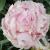 Peony - Sara Bernhardt Pink

Light: Sun
Zone: 3
Size: 2-3'
Bloom Time: May-June
Color: Pink
Soil: Rich, Well-Drained